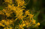 Canada goldenrod